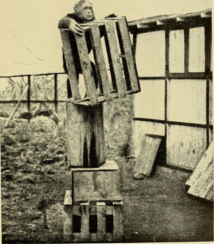 Experimento de Köhler