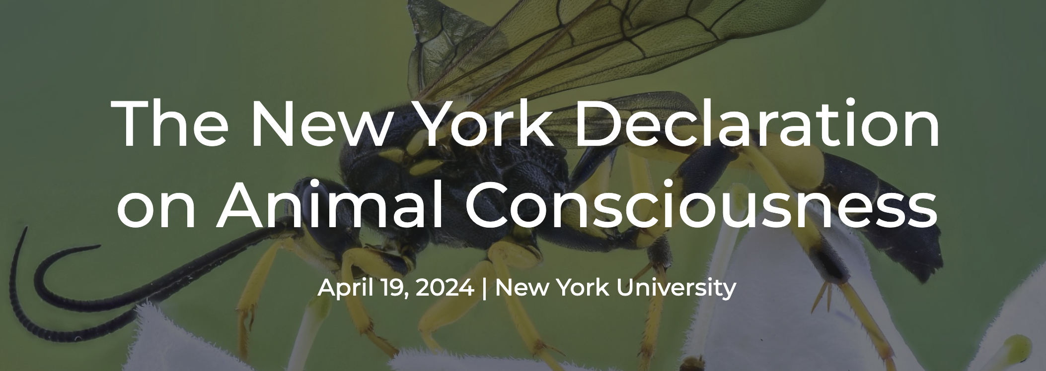 The New York Declaration on Animal Consciousness — April 19, 2024 · New York University